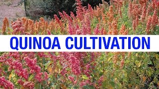 Quinoa (Keen-wah) farming - A New Innovation in Indian farming | Padi Pantalu