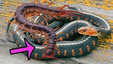 6 Trận Tử Chiến giữa Rết Khổng Lồ và Rắn! - Động Vật Đại Chiến