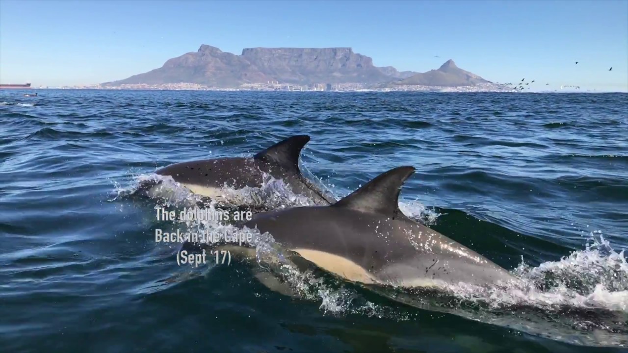 Dolphins by Table Mountain, Cape Town YouTube
