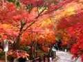 2007年京都の紅葉