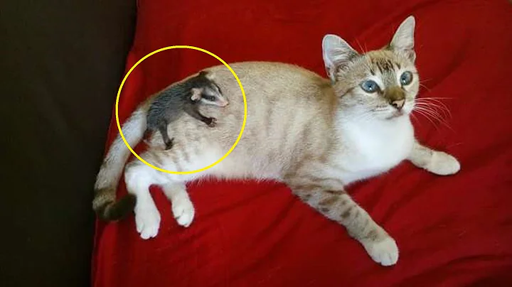 The cat brought an unusual baby on her back from a...
