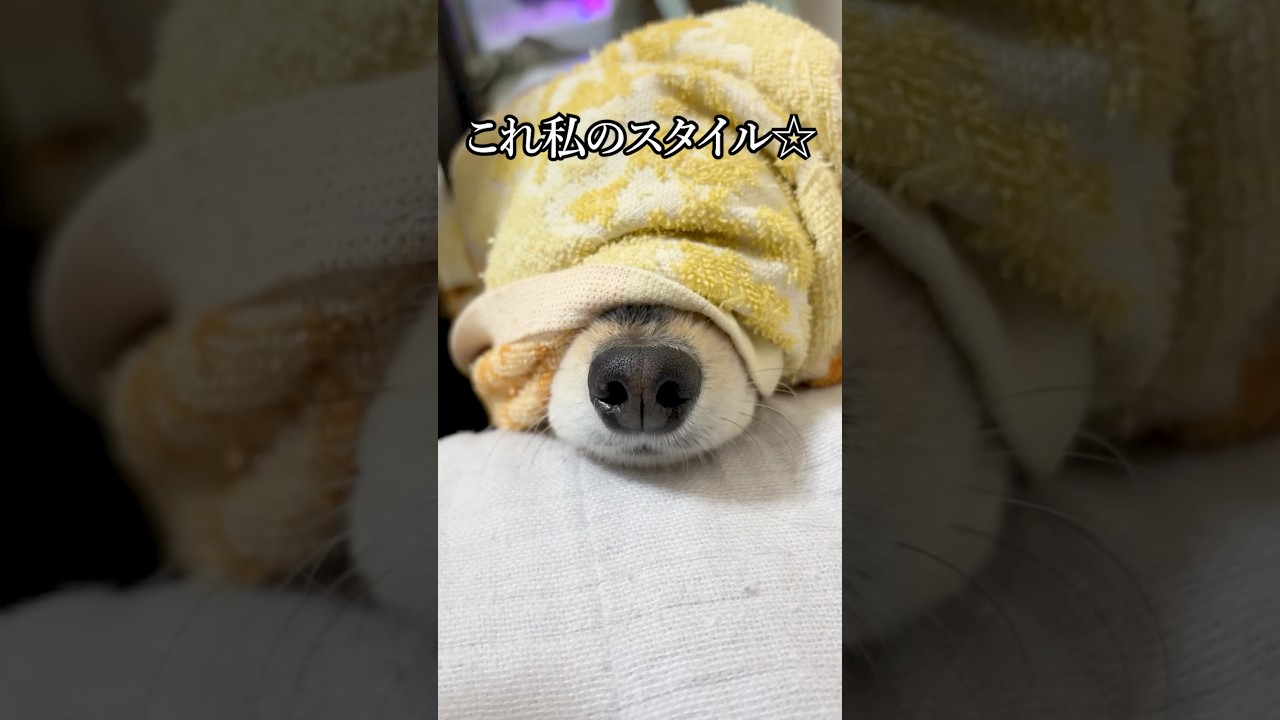 人間のエゴ出したらキレられた☆ #shorts