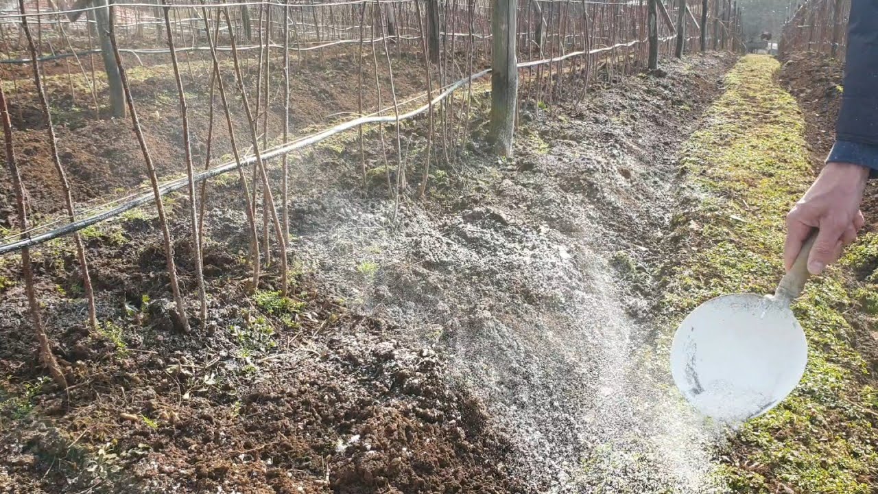 Известь в плодоовощном производстве