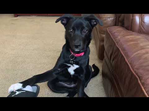 German Shepherd And Pitbull Puppy 3 Month Update| 4 Month Old Puppy