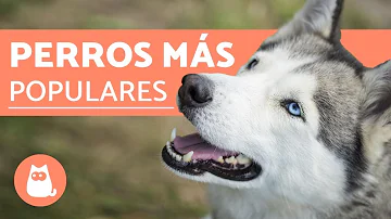 ¿Cuáles son las 2 mascotas más populares?