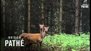 Deer In Cannock Chase (1972)