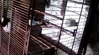 Nguyen Hao Nghia Hot Xoe