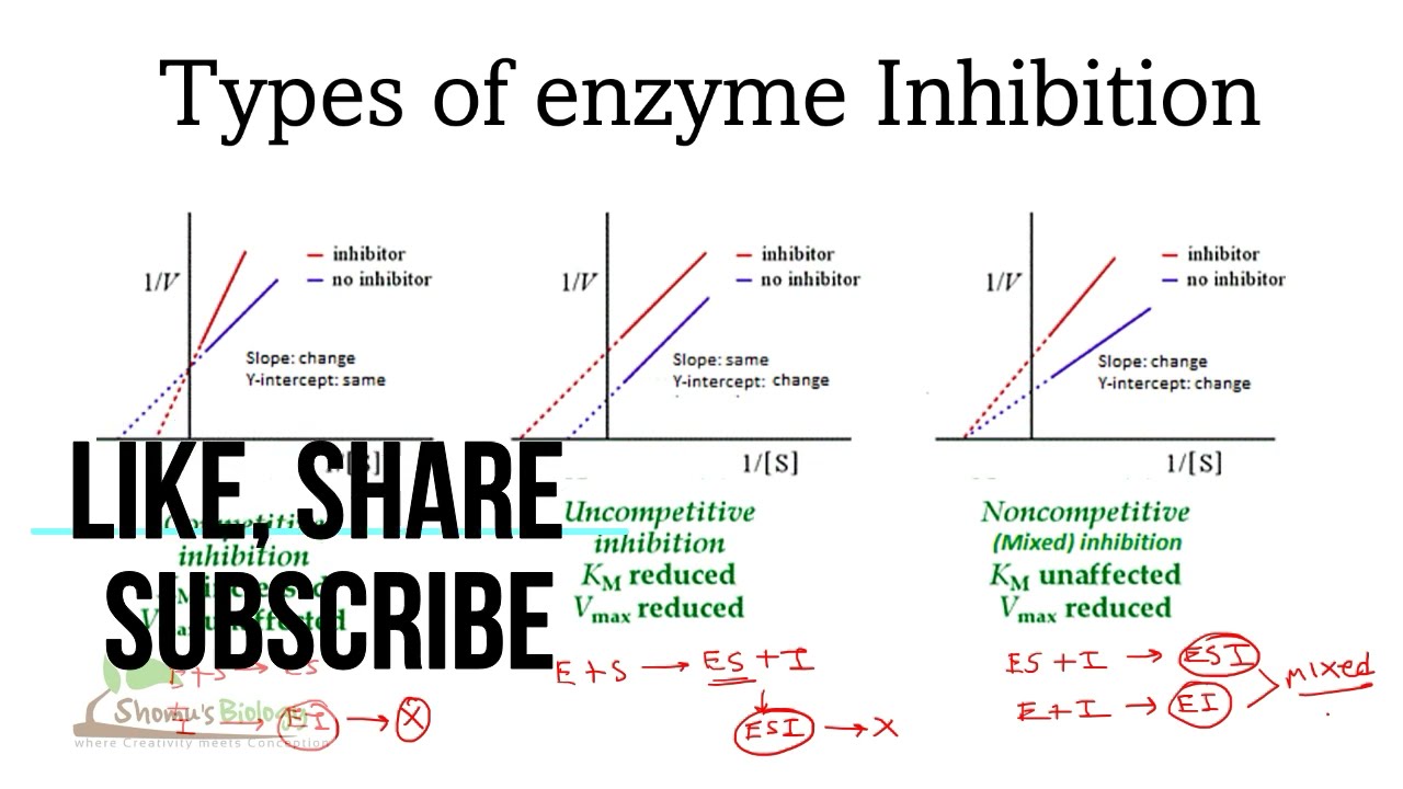 Types Of Enzyme Inhibition YouTube