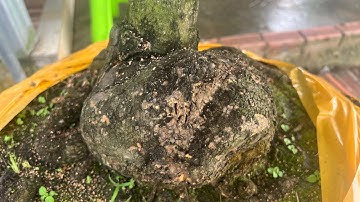 Gốc nhớt già mùa rút cốt củ khối cục 0766765975