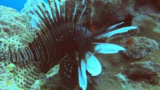 Lionfish Cayman Islands