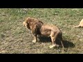 Чук и Чип стреляют окорочка у посетителей! Тайган Lions in Crimea