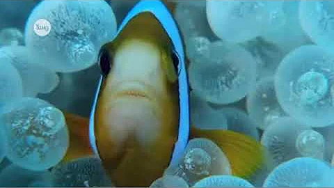 Симбиоз  Мутализм