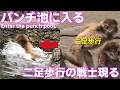 【パンチくん日記🐵】パンチがなんと自分から池に入った！二足歩行の師匠？か分からないが槍を持った猿が二足歩行で走ってたので二足歩行の戦士と名付けた__市川市動植物【Punch's Diary_7/12】