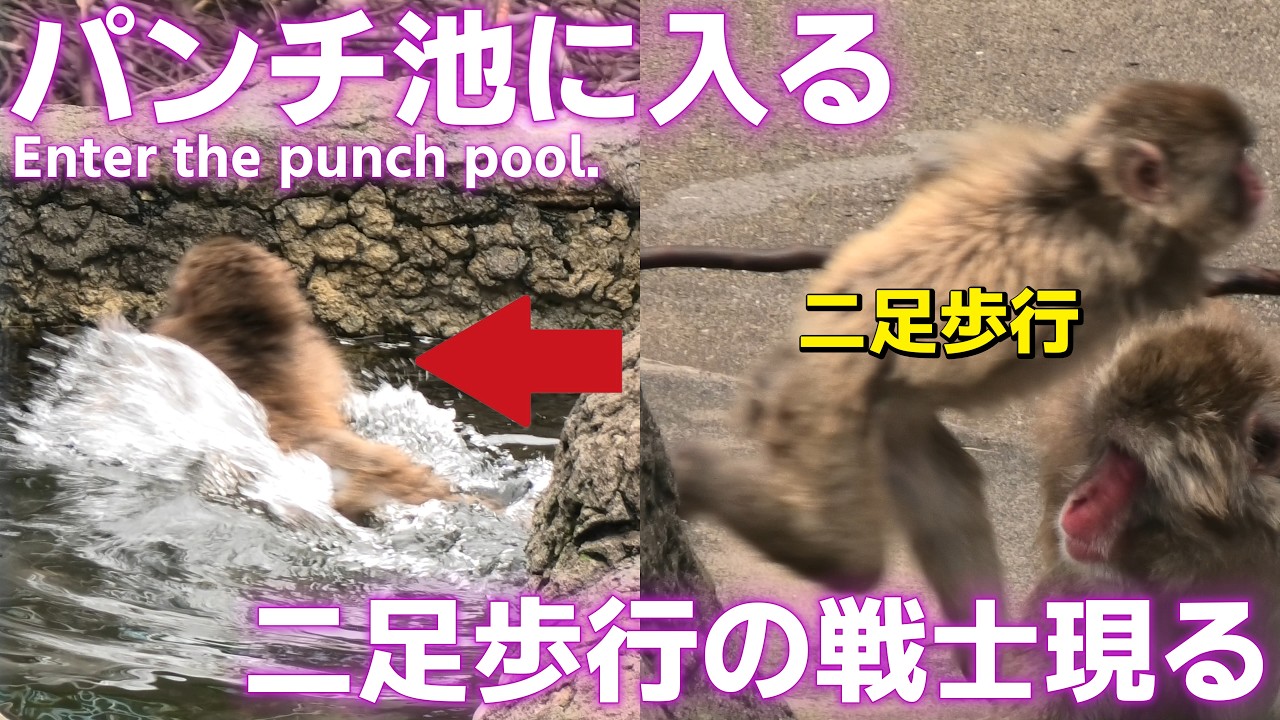 Monkey Punch jumped into the pond on his own! And then, a bipedal