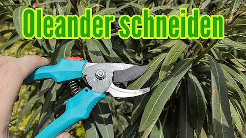 Kann man Oleander auch im Frühjahr schneiden?