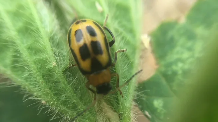 Bean leaf beetle management in Ohio