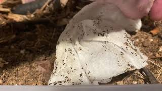 Pak Chong Cubaris Unbox And Set Up