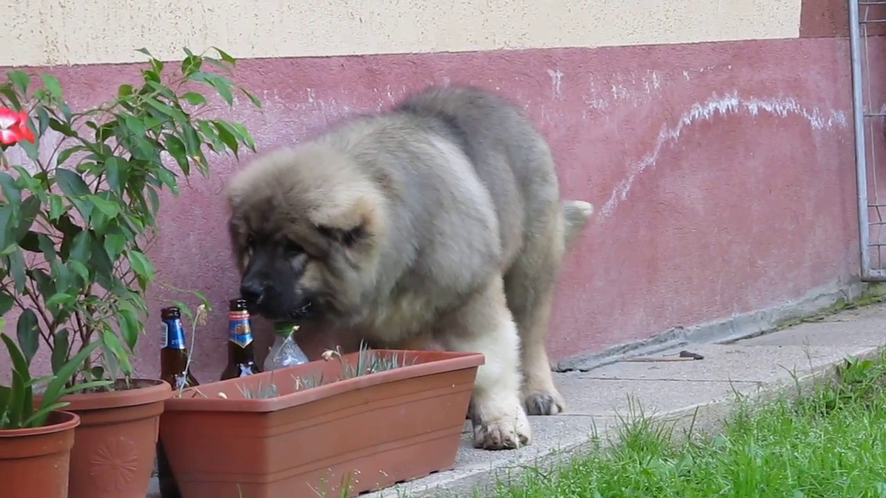 youtube caucasian shepherd