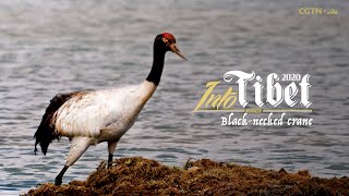 Into Tibet 2020: Blacknecked crane