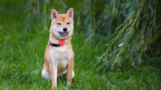 Getting to Know the Shiba Inu: Are They Good with Strangers?