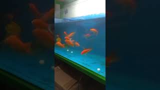 أسماك الزينة رووووووعه ? Ornamental fish