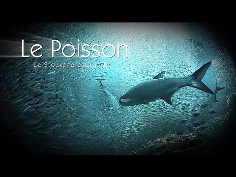 Vidéo: Règles De Stockage Du Poisson