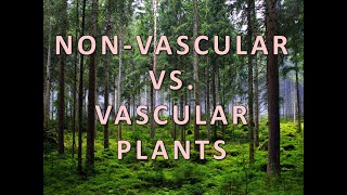Non vascular vs  Vascular Plants