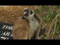 A Baby Lemur is in a Tough Spot 🍼 Gangs of Lemur Island | Smithsonian Channel