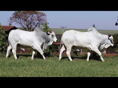 LOTE 22  |  Leilão Touro Pronto Katispera