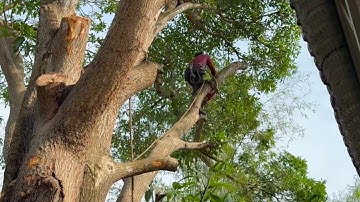 Cưa cây xoài  thanh ca siêu to , Siêu nhánh .Gần nhà . Cưa cây kỷ thuật cao