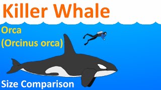 Killer Whale / Orca (Orcinus orca) - Animated Size Comparison