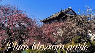 Plum Blossom Park (&quot;Sekai no Ume Koen&quot;)