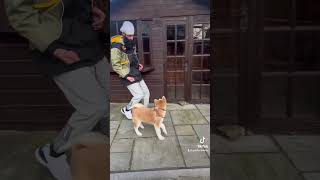 Dog training with Zeus Japanese Akita #tiktok #ad #reels #shorts #fyp