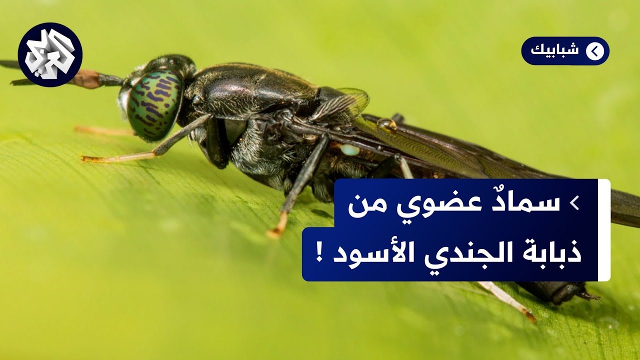 مصر.. شركة تطوّر سمادًا كيميائيًا من الذباب!! إليكم القصة