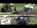 Fauchage par traction animale avec jrmie et estelle  la petite ferme de chameil  avze 63