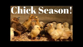 Chick Season & Raising Chicks by CENLA Backyard Chickens 362 views 2 months ago 22 minutes