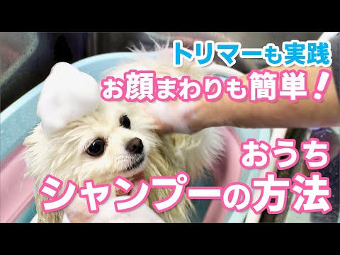 トリマーも実践お顔まわりも簡単！自宅犬のシャンプーの方法