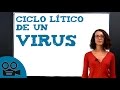 Ciclo lítico de un virus