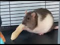 Rat steals biscuit