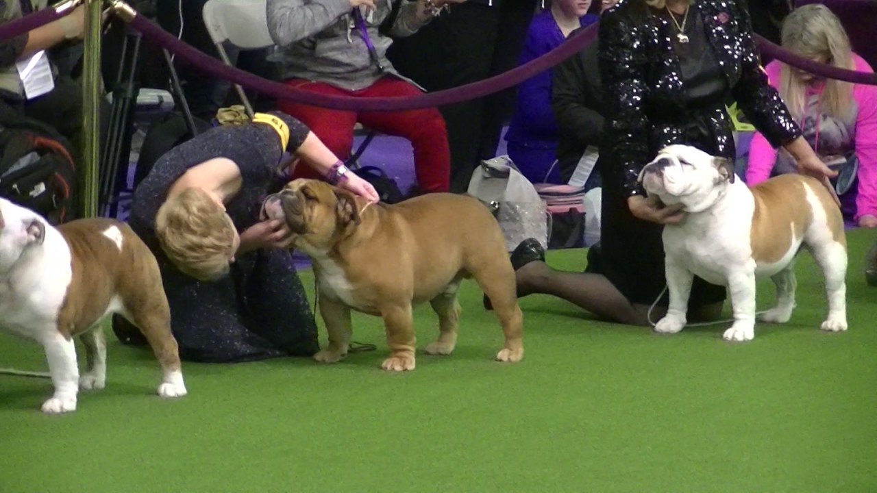 english bulldog show dog