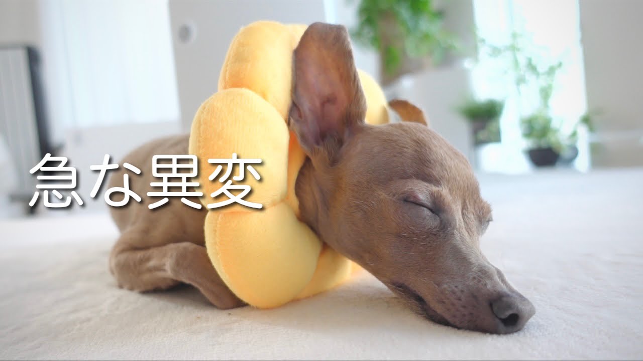 【異変】突然、子鹿犬の目の様子がおかしくなりました【ミニピン／元保護犬】