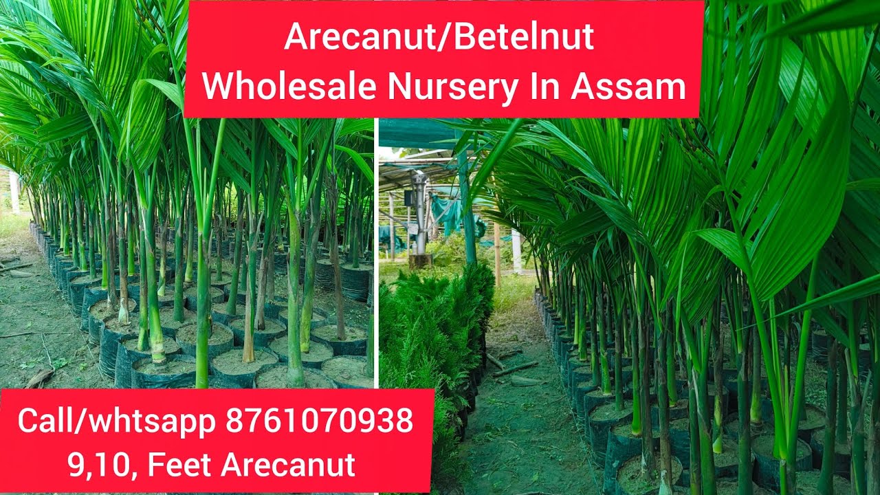 Arecanut Farming || Do contact for order 8761070938.#Plantfarming #startupbusiness #GreenIndia #agr.