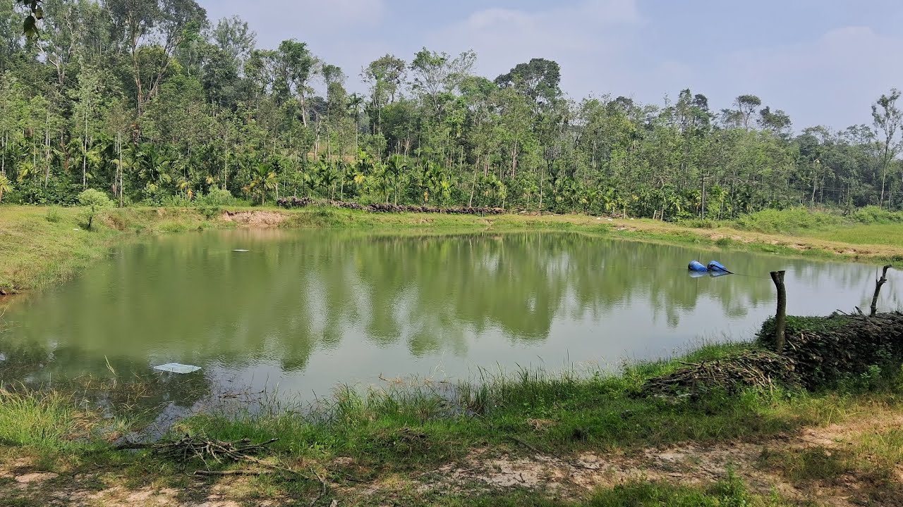 15 Acres Mixed Crops Coffee Estate for Sale | Between Sakleshpur & Belur | Farm Land | Properties