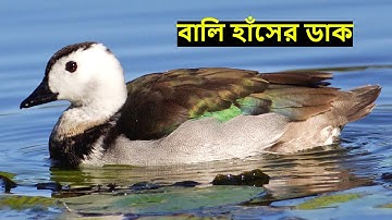 বালি হাঁসের ডাক | Bali Hans Pakhir Dak | Cotton Pygmy Goose Calling Sound@wildindiamit​
