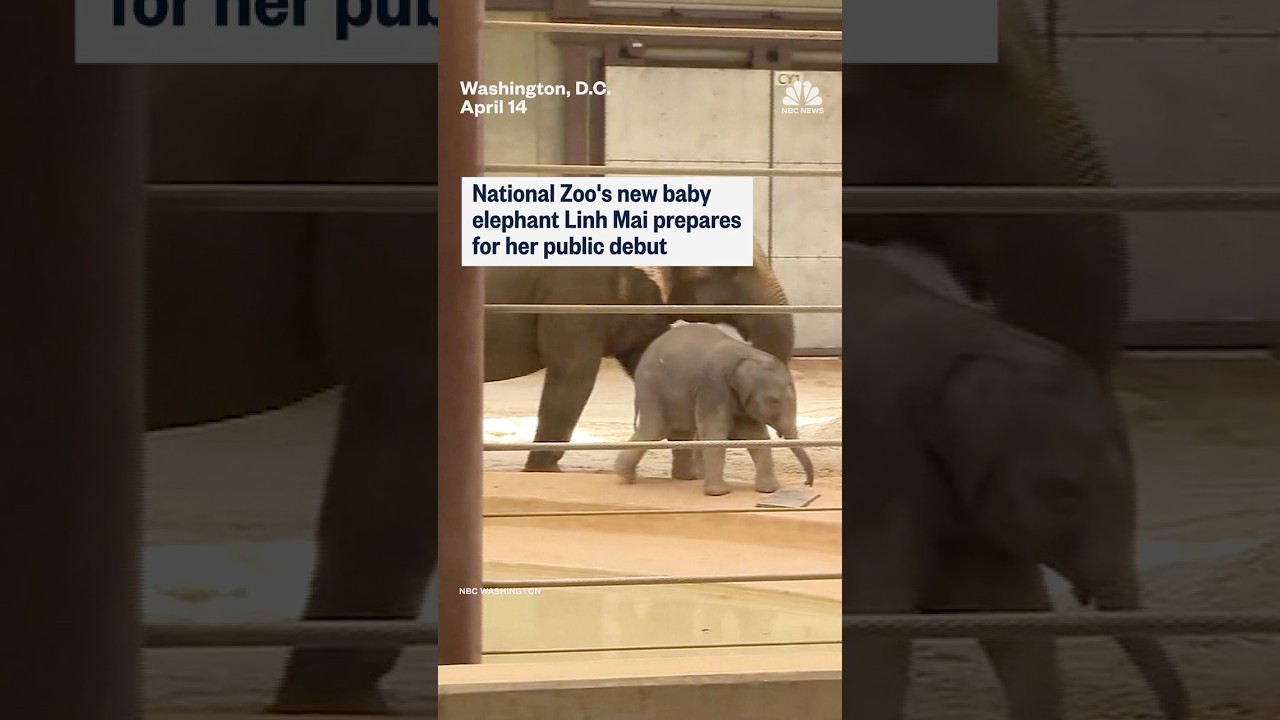 National Zoo’s new baby elephant Linh Mai prepares for her public debut