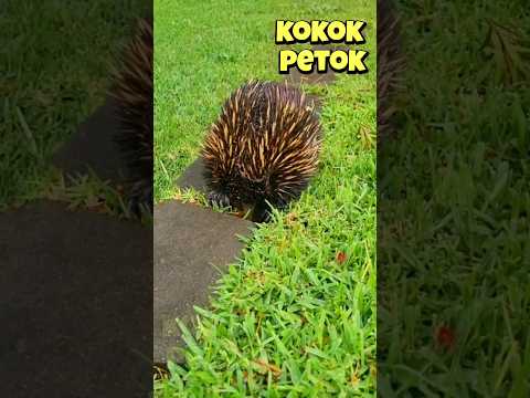 Video: Adakah landak di australia?