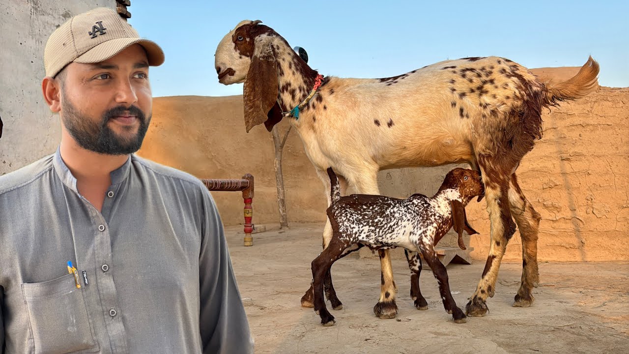 Hisse Par Di Hui Bakri Ka Surprise Result! ✨