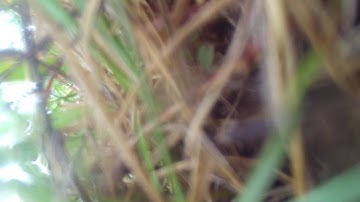 Apprentice S15e Crash after aerobatics - part 1 of 2