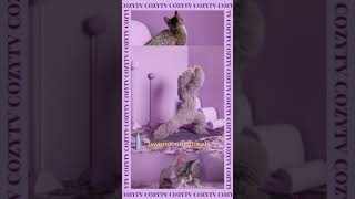 Zappos' COZYTV Presents: Kitten Yoga