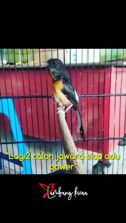 BIBIT CALON JUARA‼️Murai troyol gacor dor❗